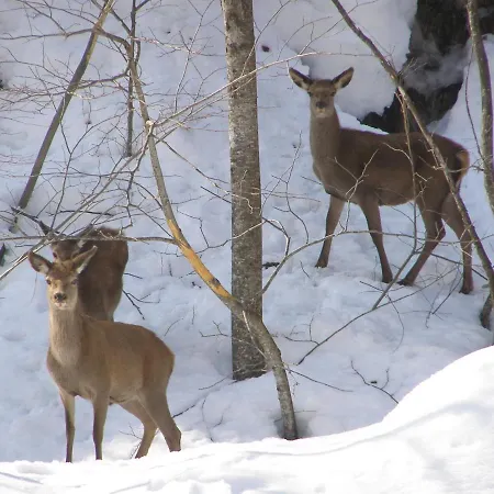 Апартаменты Carlina Tano Di Grich Cesani
