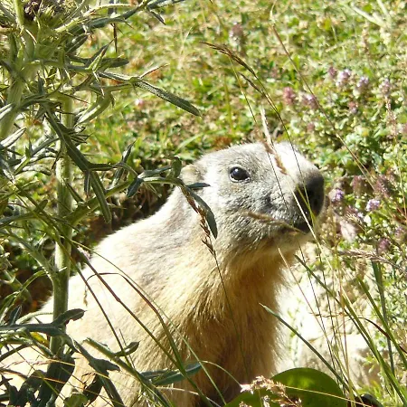 Carlina Tano Di Grich *