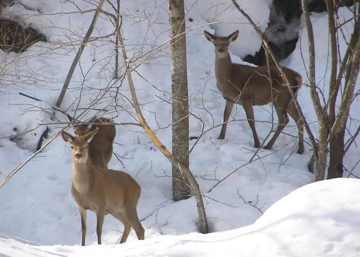 Apartamento Carlina Tano Di Grich Cesani