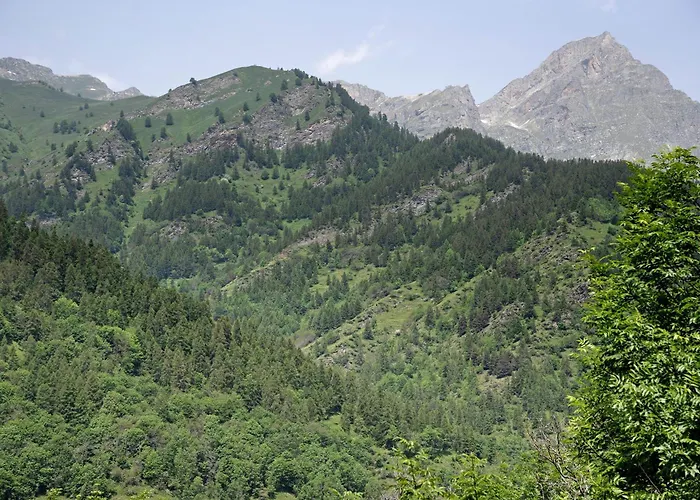 Carlina Tano Di Grich * Cesani